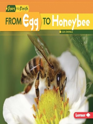 cover image of From Egg to Honeybee